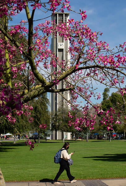 UCR Campus Belltower with blooms