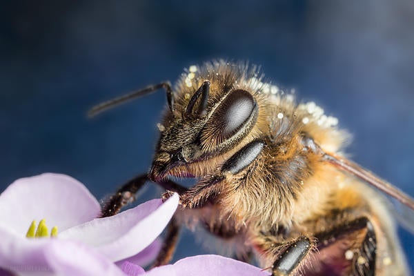 bee on flower